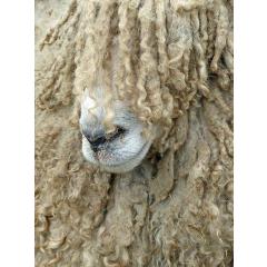 Stříhání ovcí a textilní dílny