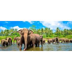 Cestománie 2 : Kouzelná Srí Lnaka - ostrov tisíce vůní a úsměvů