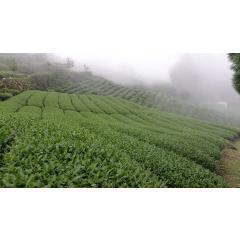 Ochutnávka čerstvých taiwanských čajů