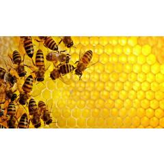 Svět včel a lidí, umění žít pospolu