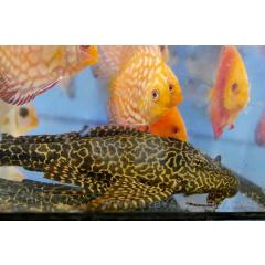 Ryby a rybičky-Největší výstavní a prodejní akvaristická burza
