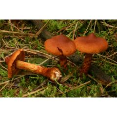 Jedovaté houby