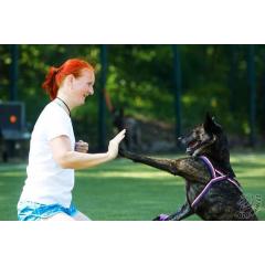 Terapie psem - workshop o zvládání stresových situací se psy