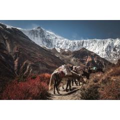 Himaláje - Trek kolem Annapurny
