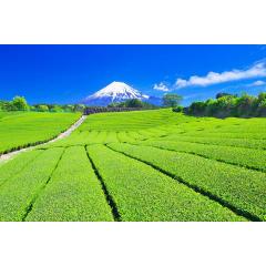 Degustace japonských čajů a dezertů s pražením čaje