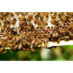 Tajemství včelína - med a další léčivé dary včel