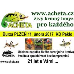 Burza v Plzni 2017 Kulturní dům Peklo