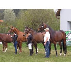 XXII. ročník Výstavy koní na Valašsku 2017