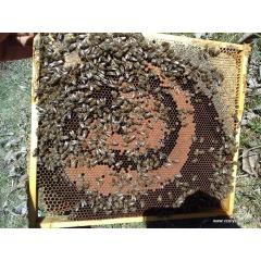 Život včelstva a základy ošetřování
