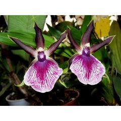Výstava orchidejí, bromélií, sukulentů a hmyzu 2018