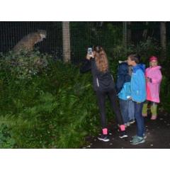 Večerní prohlídka zoo 2018