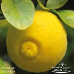 Výstava citrusů a subtropických rostlin 2018