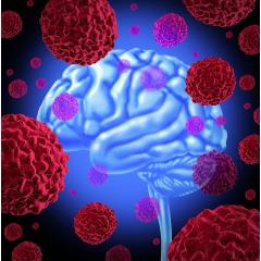Přednáška ČB: Mozek a imunita