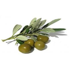 Degustace extrapanenských olivových olejů a pochutin