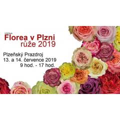 Výstava Florea v Plzni - růže 2019