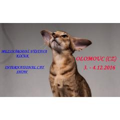 Mezinárodní výstava koček - Cat show Olomouc