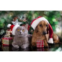 Vánoční sbírka pro pejsky a kočičky
