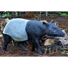 Oslavy u tapírů čabrakových