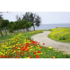 Za květinami jarního Kypru