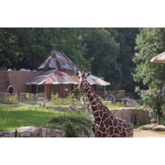 Mezinárodní den žiraf a večerní prohlídka v Zoo Jihlava