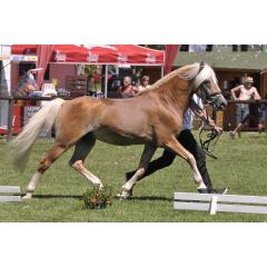 Sportovní šampionát a výstava pro koně plemene hafling