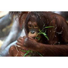 Ústí orangutany nepustí aneb zahájení sezóny v ZOO 