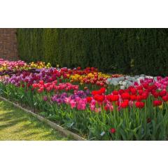 Tulipány a ostatní cibuloviny