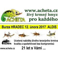 Burza Hradec Králové ALDIS 12. února 2017