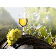 Degustace moravských vín 2019