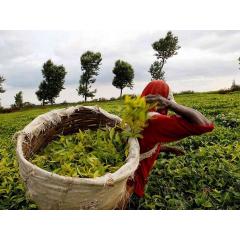 Degustace padesáti (50) čajů - Keňa