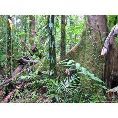 Nejen stromy tvoří les - o bylinách tropických deštných lesů