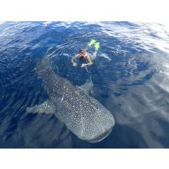 Papua a ostrov Jeju - žraloci, lidožrouti, přírodní živly