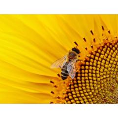 Přednáška - Základy včelařství