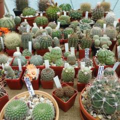 Výstava kaktusů a sukulentů